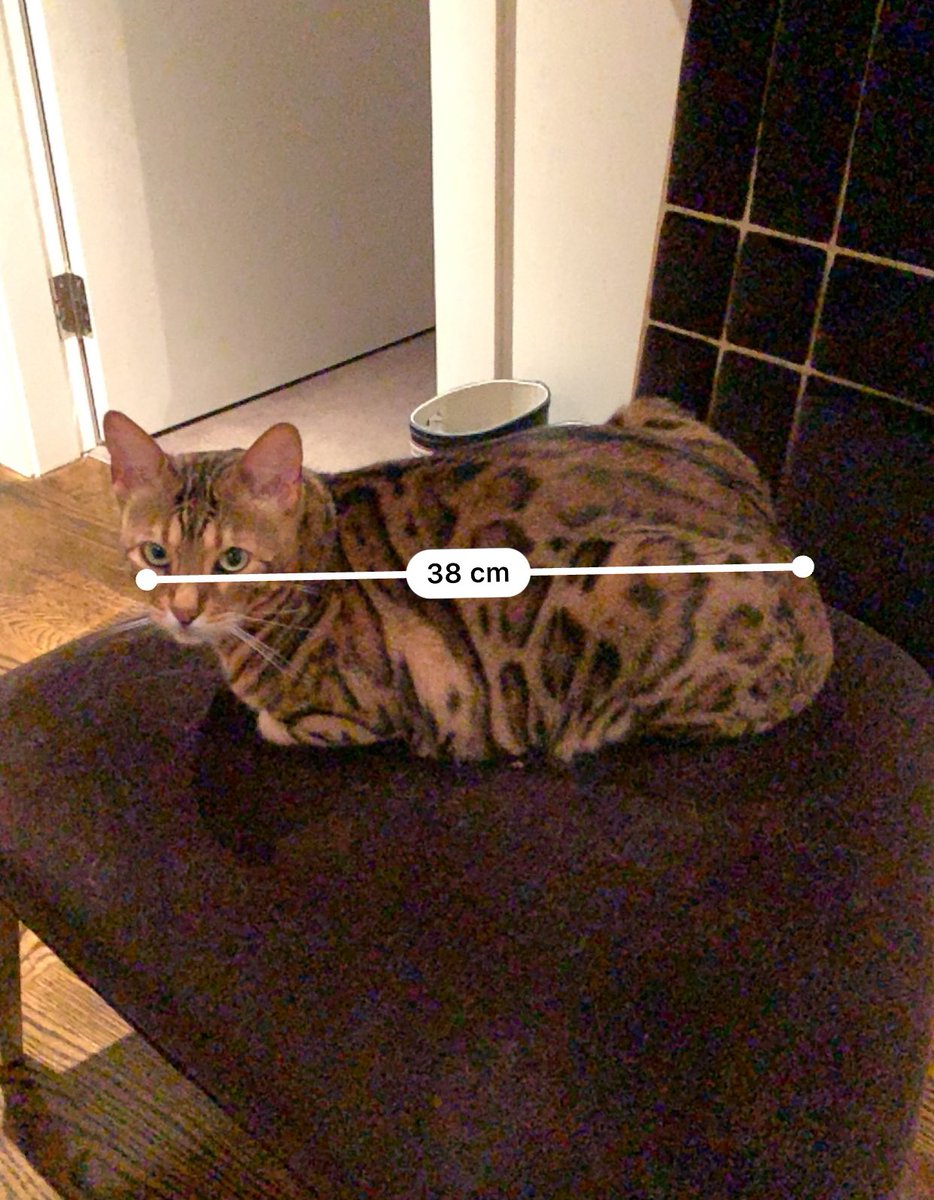 embamford's tweet photo. If anyone needs to measure their cat I would highly recommend buying the new iPhone X. 10/10 cat measuring skills #IphoneX https://t.co/FUxacs2LRe