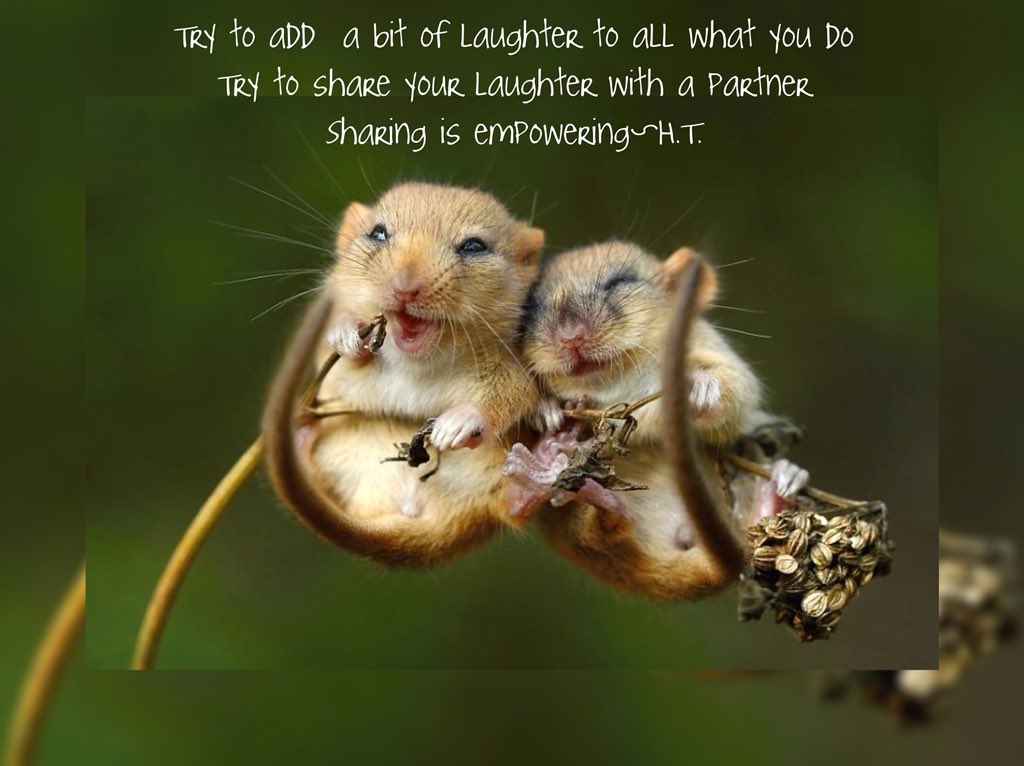 hibaeltayea's tweet photo. Positivity is multiplied when shared; be a catalyst~Mid-week vibes,keep rocking and rolling.                               
#PositiveMentalAttitude #laughter #Productivity #PositiveImpact #SpreadTheLove #BePositive #Motivation #EmotionalIntelligence #Empowerment #sharing #Empower https://t.co/qoZX3V7eNH