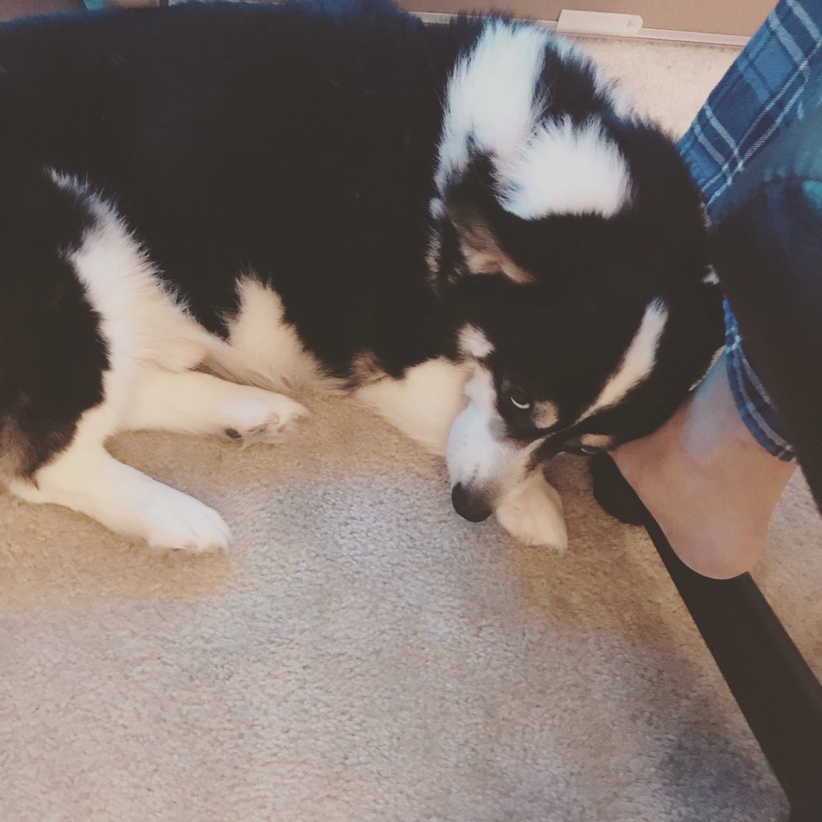 Lady_Dynamo's tweet photo. #tfw you want to cuddle senpei but the insist on working instead #corgiprobs https://t.co/7Gt5RuA22l