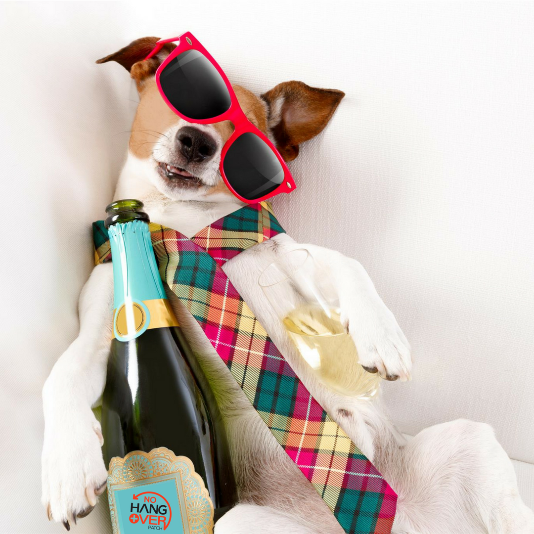 hangoverpatch1's tweet photo. Raise your hand if this doggo is your spirit animal. 
🙋 
#nohangoverpatch #drinking #datenight #cheers #hangover #wasted #alcohol #winetime #winelover #beers #hangovercure #makeamericadrinkagain #MADA https://t.co/TJXvGyXqzz