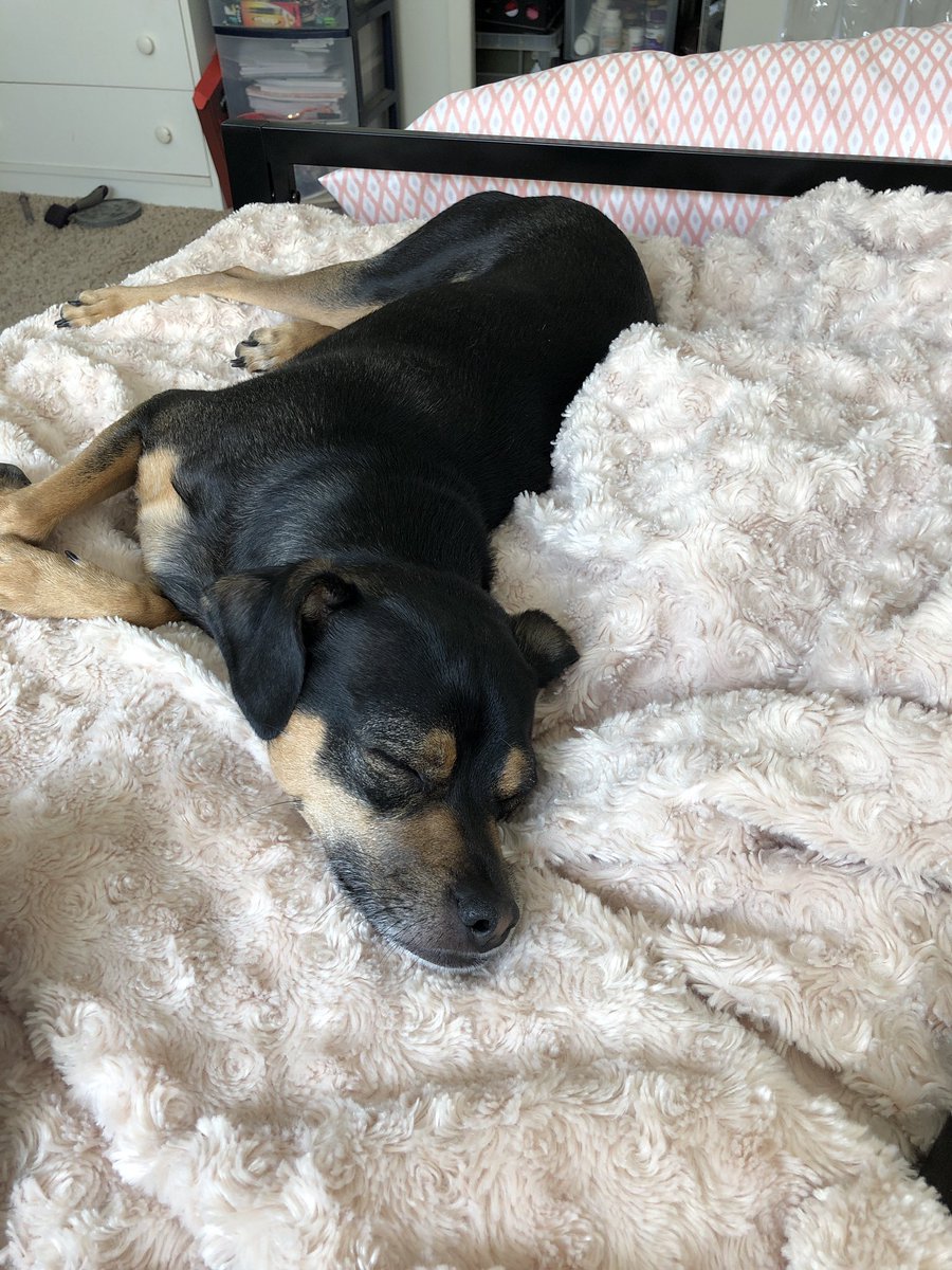 catsgrowingpain's tweet photo. With a face this cute it’s a wonder I get anything done! #pupperdoodle #dogsoftwitter #puppiesoftwitter #rufflife https://t.co/W9gUS4f8Ga