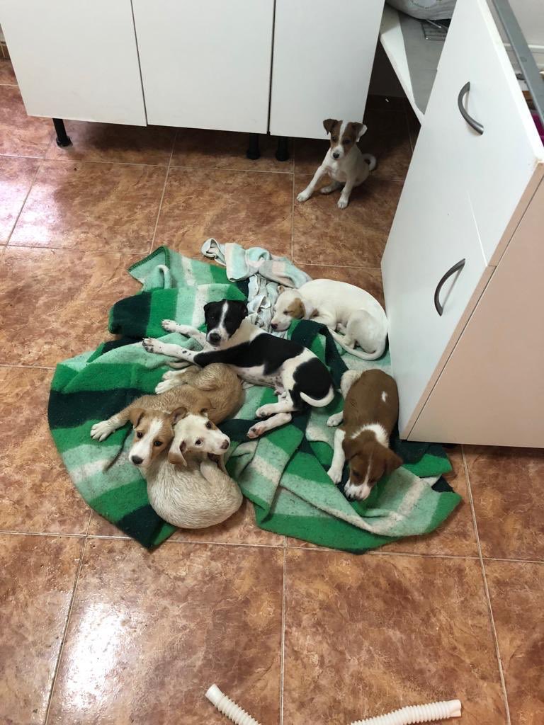 jamavi12's tweet photo. Me suplica ayuda una persona en Murcia pq ha rescatado 6 perros tirados en una acequia en su pueblo a punto de ahogarse .Los recogió pero no tiene ayudas y tiene muchos animales recogidos. Esta sola con todo. Si podeis DF. Se llama Ángeles 600246970 PayPal: lagalera21@yahoo.es https://t.co/w836MphBin