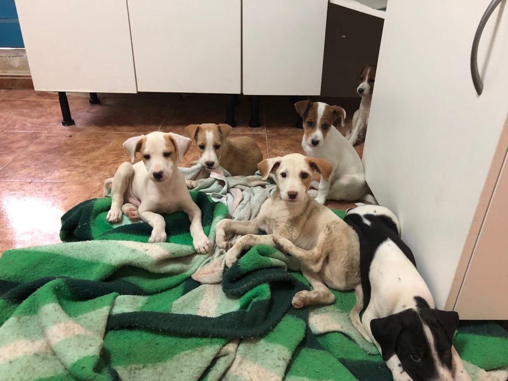jamavi12's tweet photo. Me suplica ayuda una persona en Murcia pq ha rescatado 6 perros tirados en una acequia en su pueblo a punto de ahogarse .Los recogió pero no tiene ayudas y tiene muchos animales recogidos. Esta sola con todo. Si podeis DF. Se llama Ángeles 600246970 PayPal: lagalera21@yahoo.es https://t.co/w836MphBin