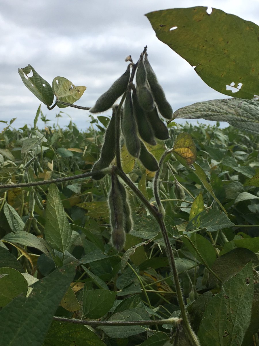 Spent last week with <a href="/lordcalvert_/">Kurt Calvert</a>  &amp; <a href="/ImSoyCornfused/">Brett A. Ochs</a> looking at product. Soy harvest has started and Channel 2519R2X “The Podfather” deserves a nickname!