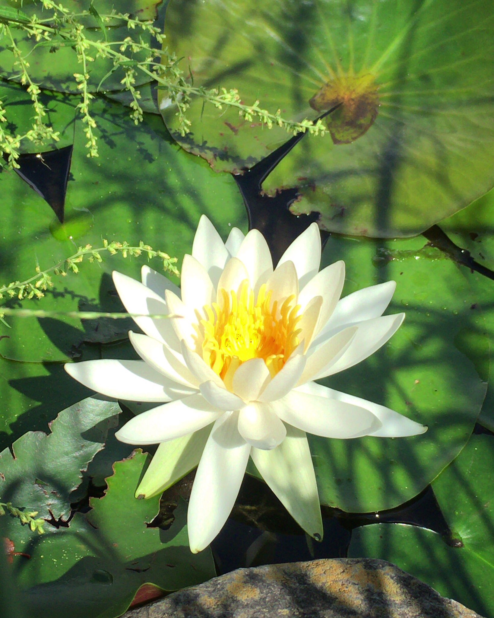 Chris Pa Twitter 玉すだれ ヒガンバナ科 花言葉 期待 いい事がありますように 睡蓮 花言葉 信仰 ナイル川に多く咲くので ナイルの花嫁 と言う別名もあるそうな 玉すだれ タマスダレ 白い花 ゼフィランサス 睡蓮 ヒツジグサ スイレン 花 フラワー Flower