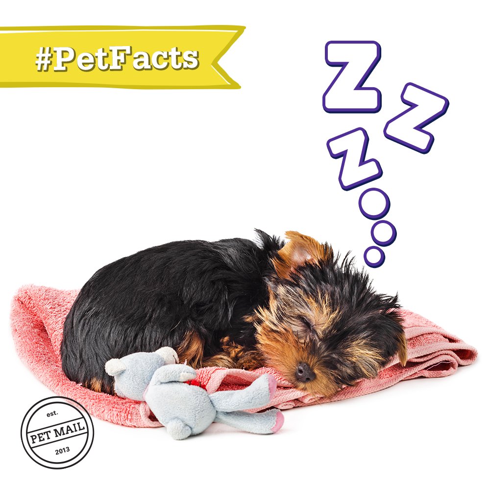 PetMailMX's tweet photo. #PetFacts ¿Sabías que el 45% de los perros duerme en la cama de sus dueños? Like si el tuyo también. https://t.co/AiDy5Uj3j7