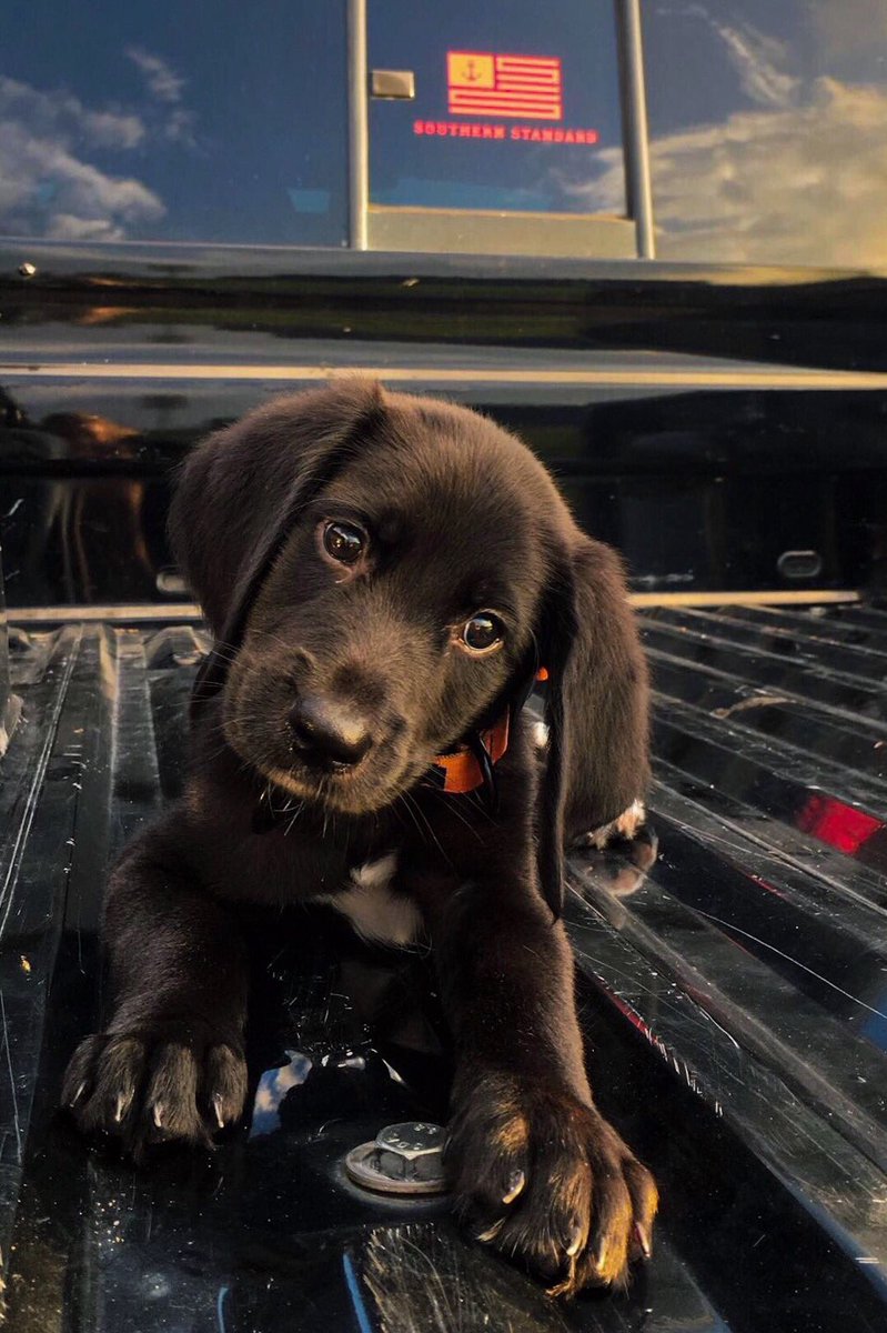 SStandardCo's tweet image. Even puppies love Southern Standard...
