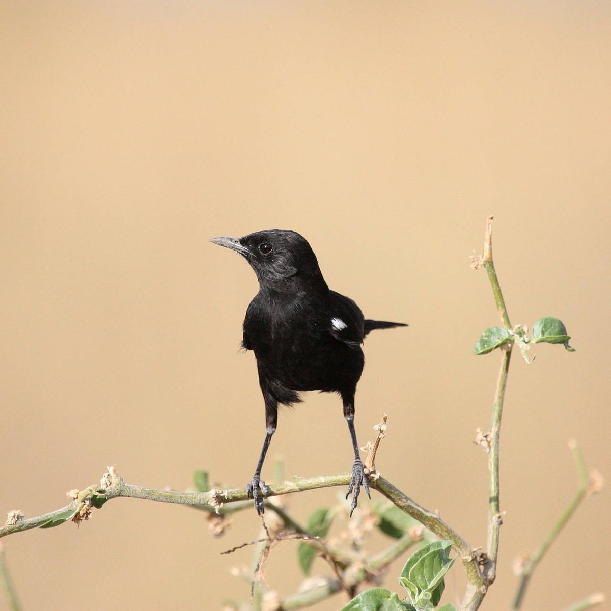 Birds don't get enough attention in Maasai Mara. If you are a bird lover, there is plenty to see here. 🐥🐦🦅
#safariwithpurpose #birdwatching
#masaimarareserve #jointheherd