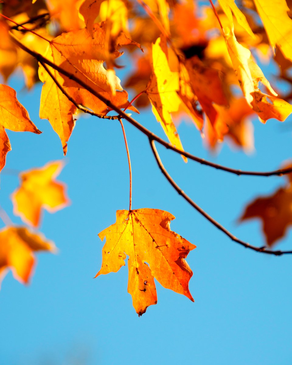 Are things cooling down or is just us? Whatever it is, #summer has been amazing but we are surely ready for #fall to come! What are your plans for a hopefully-soon, cooler time? #autumn #cool #weather