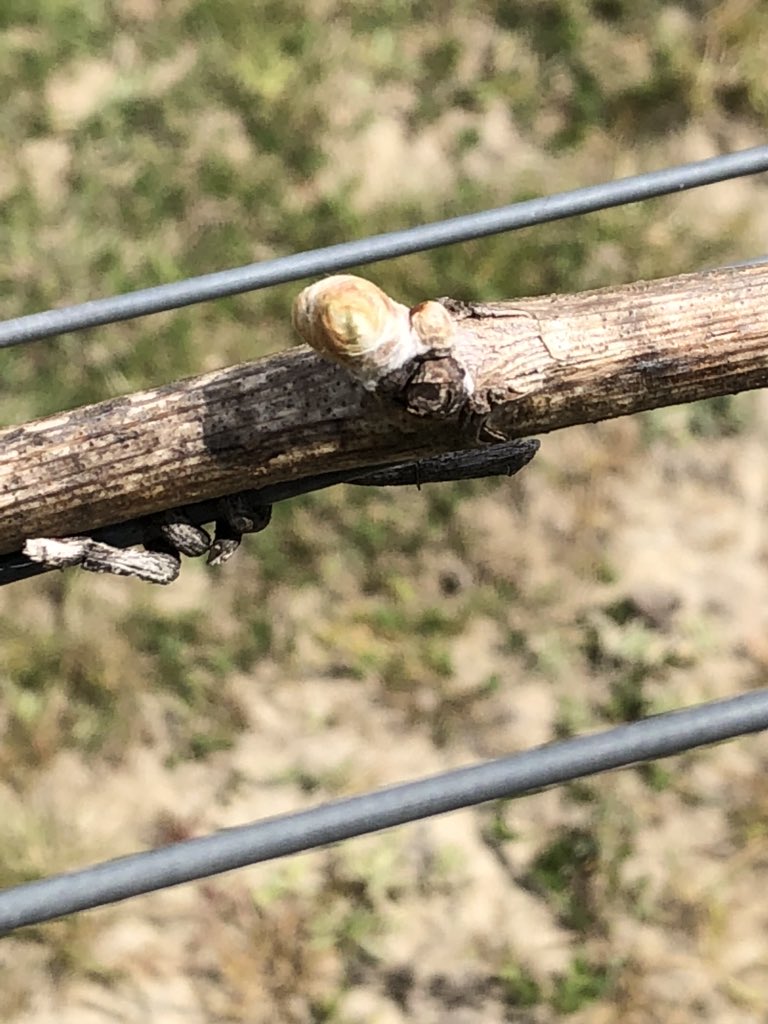 It’s started!!! Buds are in activity mode in the Pinot Noir vines. #spring #budburst #mudhouse <a href="/winemarlborough/">Marlborough Wine</a> <a href="/cleightenc/">cleighten cornelius</a>