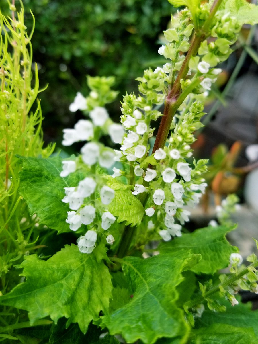 大葉の花