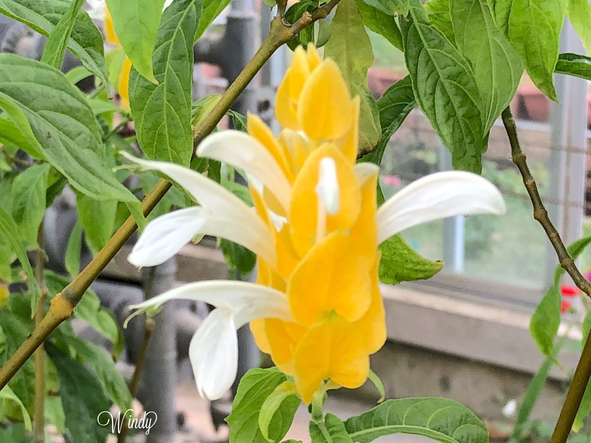 パキスタキスルテア Twitter Search Twitter