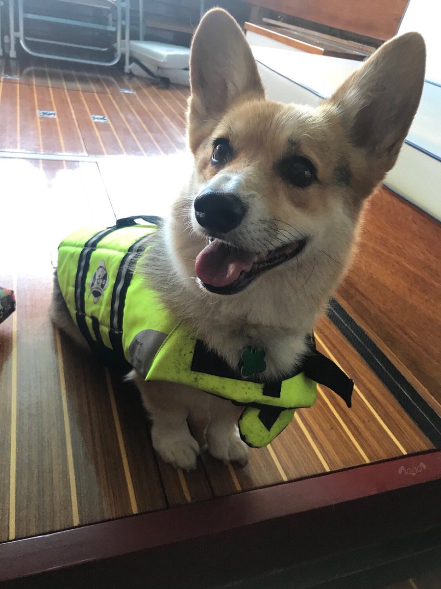 dog_rates's tweet photo. This is Jinx. He would like to invite you aboard his boat. Won’t stop mentioning that he is the captain. Likes to bork at the other boats. 13/10 would help him steer https://t.co/mV7N8fPi7b