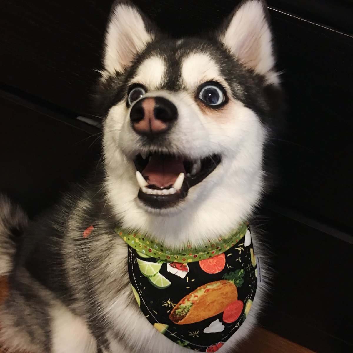 🌮🥑🌮who’s ready to celebrate #TACOTUESDAY?!? 🍅😍❤️🌮🥑🌮🥑☀️
•
•
•
•
#tuesdayvibes #tuesdaytreat #tacos🌮 #tacotuesday🌮 #pomsky #puppy #furbaby #pomskypuppy #pomskylife