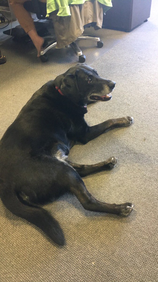 schoolbox's tweet image. We got the best office visitor today! 😍🙌 #worklyfe #officedog