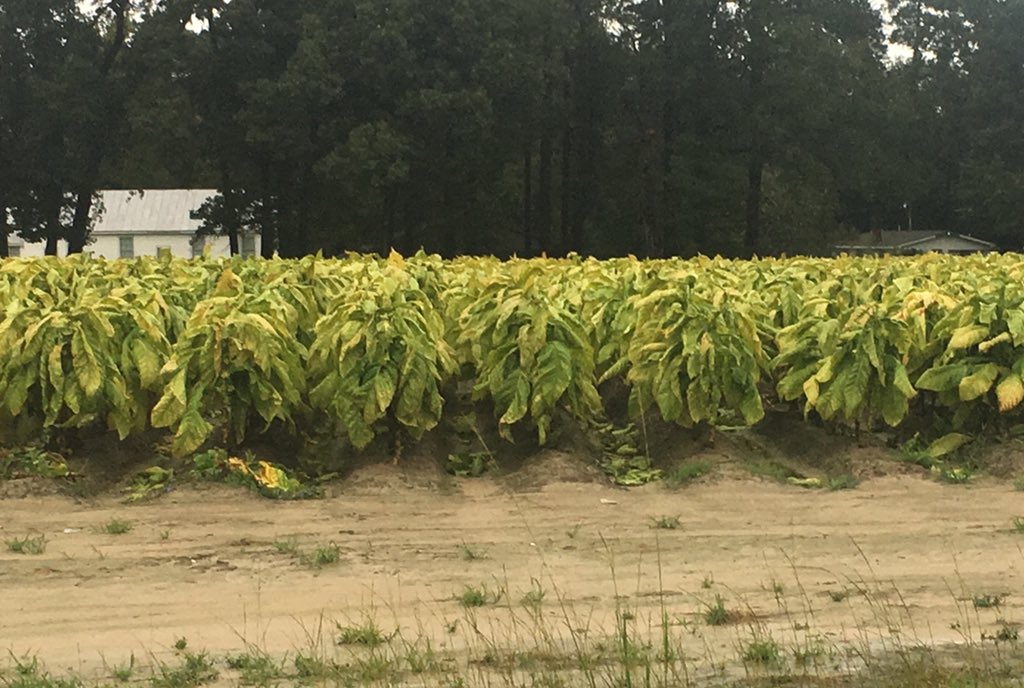 NormanEHarrell's tweet photo. Tobacco was greatly impacted by Hurricane Florence. Leaves were blown off the stalk.   Remaining leaves were bruised &amp; tattered  causing ripening at an extreme rate. There is also flopping due to saturated soils.  Below are two pictures of the same field.  Saturday to Tuesday. https://t.co/A8LguJRfjL