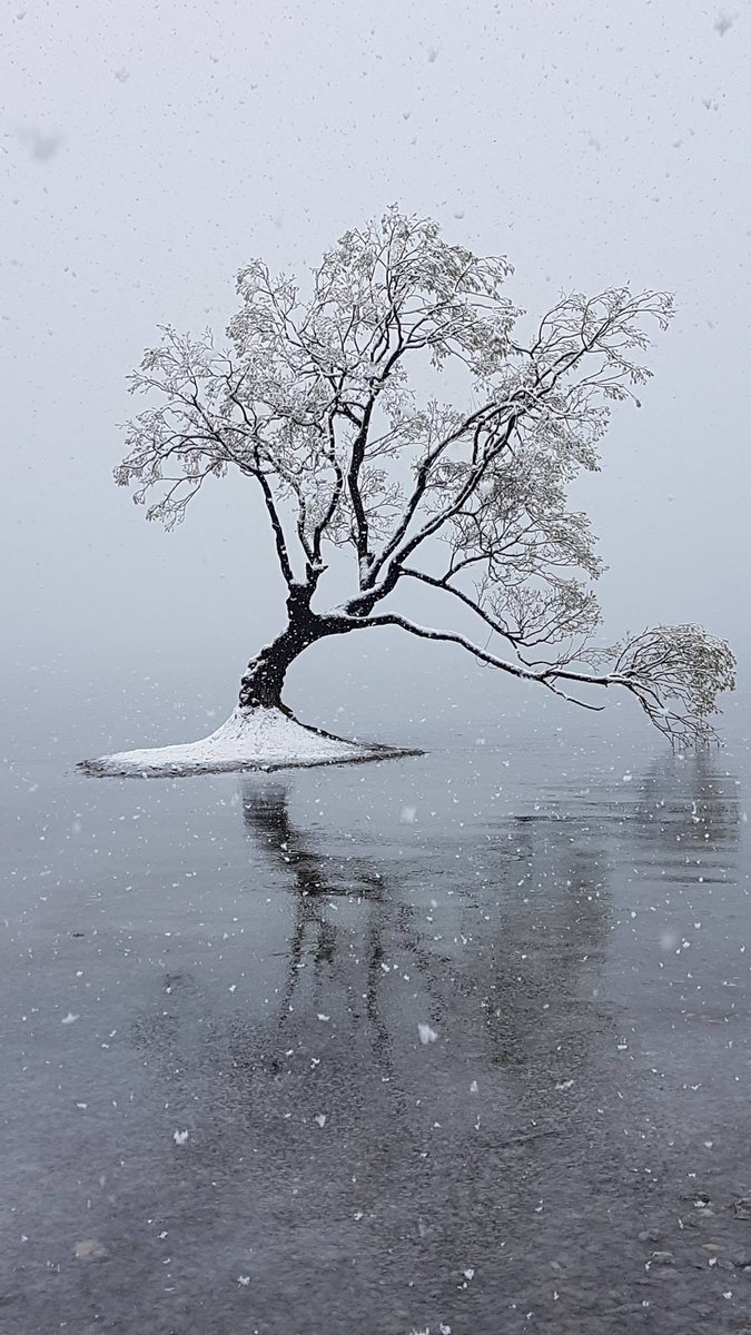 WanakaSelection's tweet photo. Just as we were starting to get all excited about spring and warmer weather, the storm of the season hits!

Check out this fabulous picture of That Wanaka Tree mid storm, thanks to MT Outdoors.

#stormoftheseason #lovewanaka #thatwanakatree #lakewanaka #wanakaselection #winter18 https://t.co/psJnonWY08