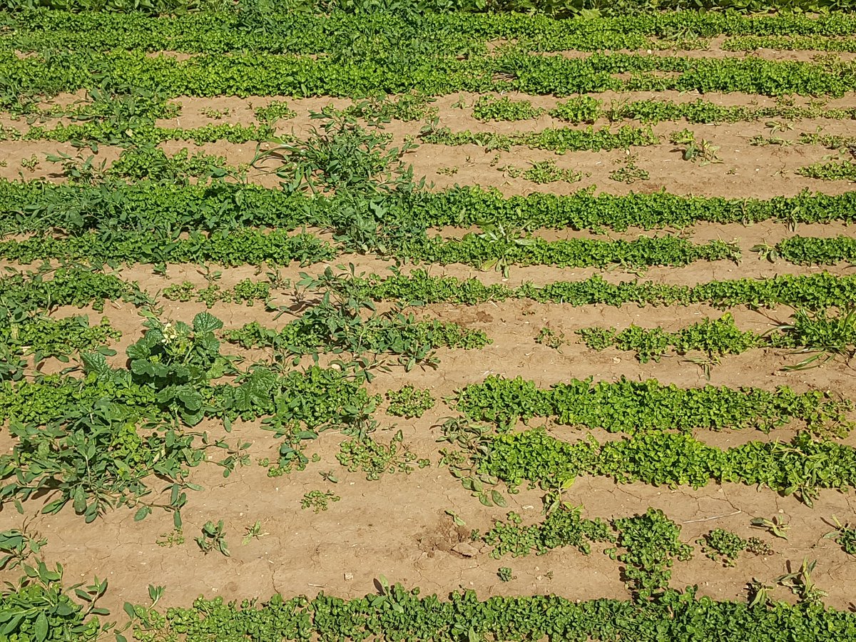Thistrol Gold (right, versus UTC left) flooring wireweed in White Clover