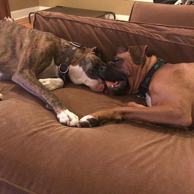 BuffaloveBoxers's tweet photo. When you just can’t find it in your heart to share... #brothers #sharing  #boxersofinstagram #boxer #boxers #puppiesofinstagram #boxergram #dogsofinstagram #boxerdog #brindle #fawn #puppy #puppylove #dogsofbuffalo #buffalo #buffalove #wigglebutt #puppybrothers https://t.co/jlEWnxIMjb