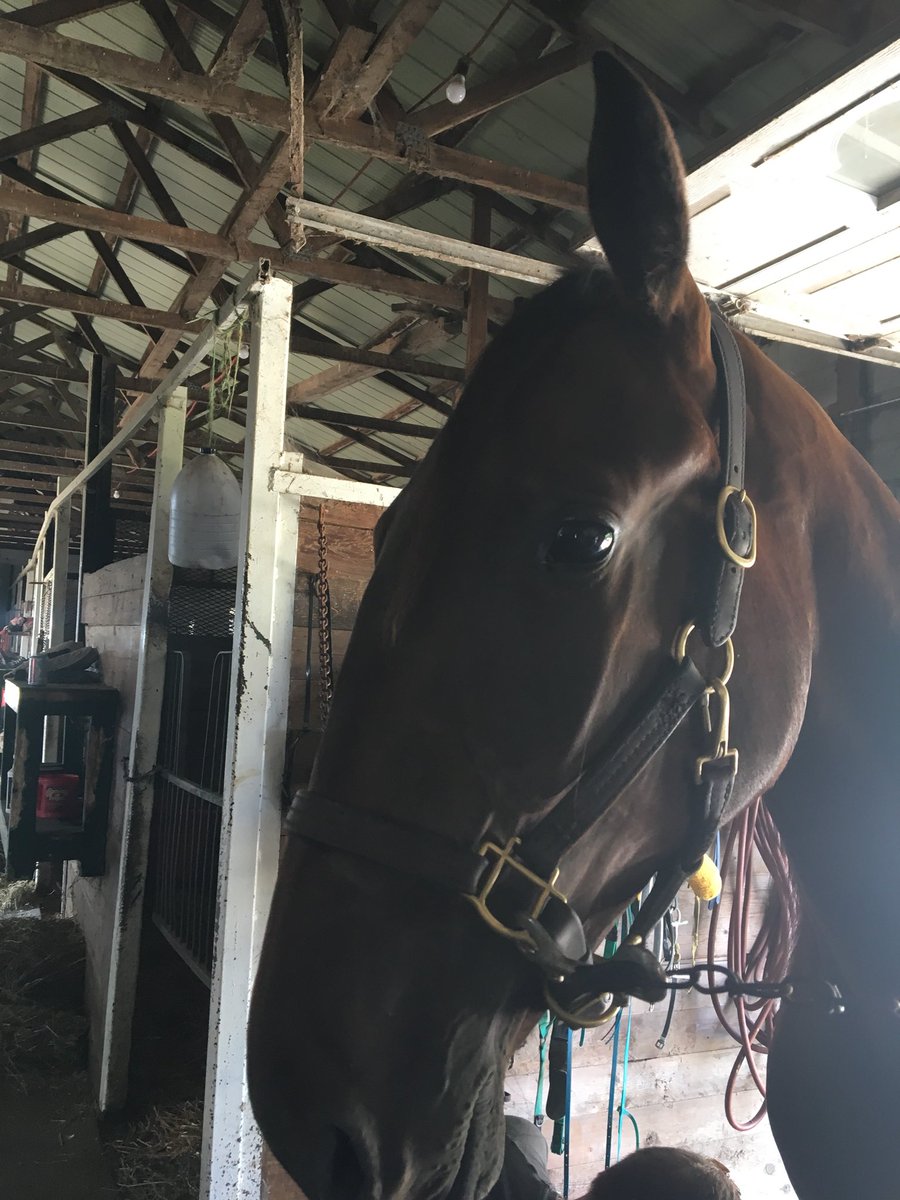 This past weekend we had to say goodbye to a true member of our stable, R.I.P Ziva you will be truly missed.