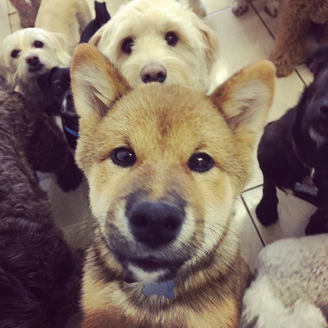 PetSitting2Dmax's tweet photo. Selfie Tuesdays by Miso #shibainu #shibainupuppy #doggydaycare #labradoodle #dogsofinstagram #doggiedaycare #doodles #puppies https://t.co/q3I0UJn1ji https://t.co/cFlJ6gJRGX