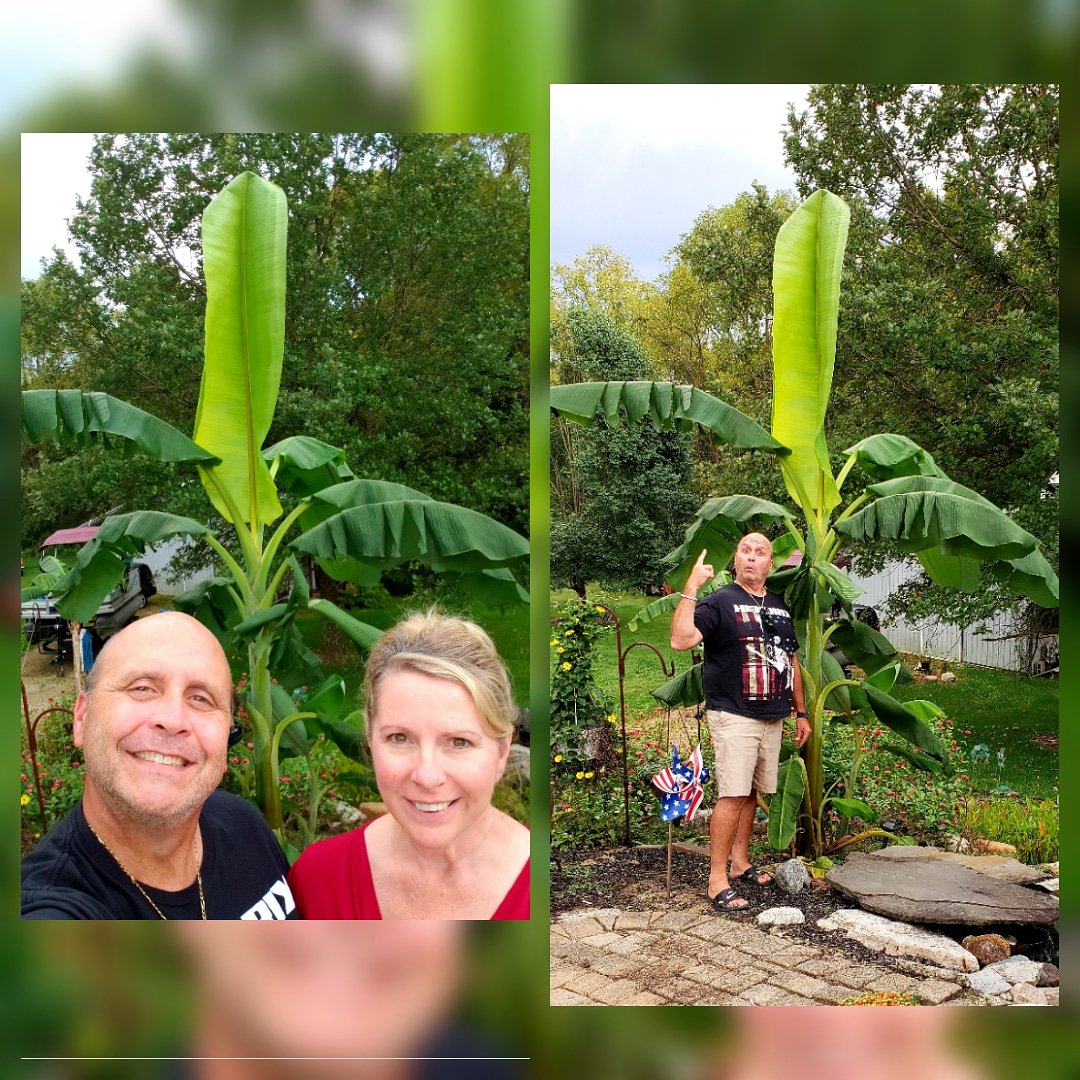 EDJShow's tweet photo. We even #grow things around the #Studio #Complex here at Drunken Mic. This #BananaTree was under 2 feet and had 2 leaves when I put it in the ground in May. It was a shoot off one of our others in a pot. #GrowStuff #Podcast #Podcasting #Plants #Gardening #Landscape #Ohio #Listen https://t.co/3l6cZlK0sU