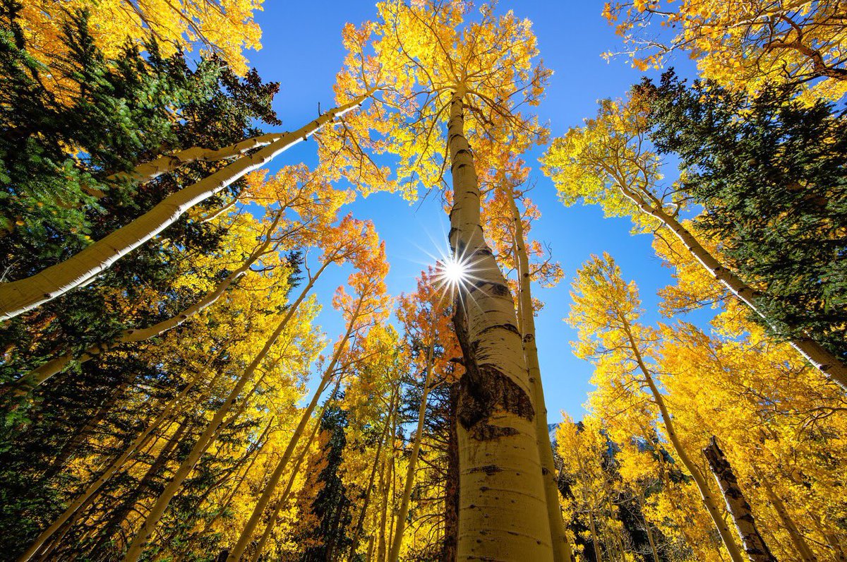 Interior's tweet photo. Gorgeous golden fall colors ๐๐ are popping @GreatBasinNPS right now. Pic by Bob Wick #Nevada #FindYourPark https://t.co/MynV4w41Xr
