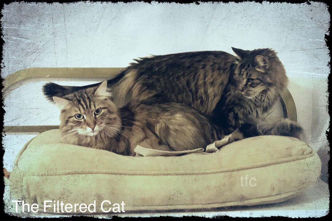 FilteredCat's tweet image. Fritz and Deke. #siberiancatsotwitter #catsofworld #siberiancats #catlover #catloversclub #instacat #mainecoonlover #catstagram #becauseilovecats  #catphotographer #catsofseattle #meowfeature #bestmeow #siberian #petphotography #longhairedcats #mainecoon #yourcatphoto #Kitty