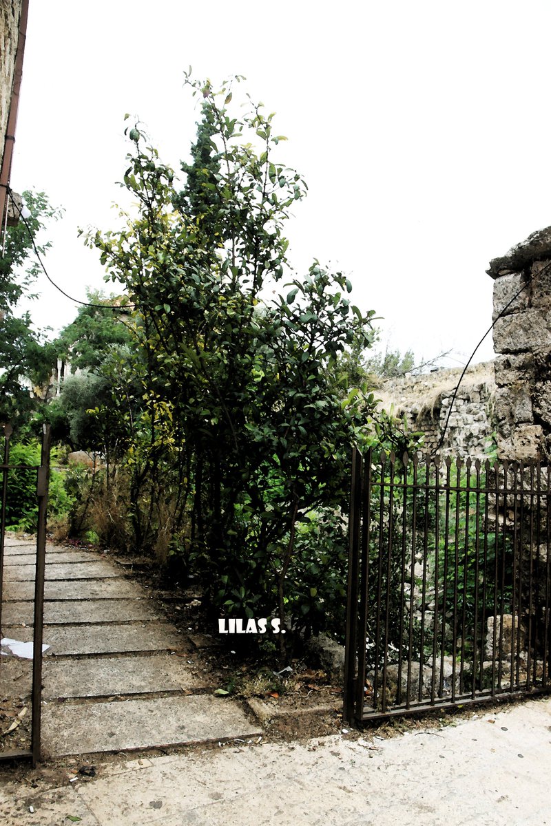 lilassaffarini's tweet photo. #explore #explorer #adventure #travel #trip #tour #journey #Lebanon #traveler #hike #hiking #hikers #photography #photooftheday #photoshot #photo #image #canon #love #walk #trees #door #abstract #street #streetphoto #shops #Byblos #market #colors #amazing #world ♥ https://t.co/Nlvmc1fpdy