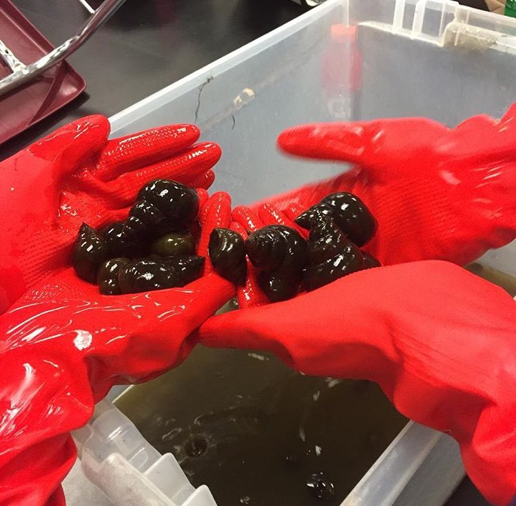 _Snail_Samurais's tweet image. COLLECTED MORE SNAILS AND RUNNING EXPERIEMENTS !! 🐌 #snails #chinesemysterysnail #girlsinstem #science #experiements #saveourreservoir #projectreservoir #challengers #ps28