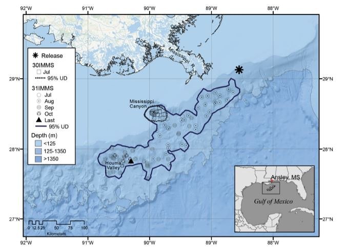 We are pleased to announce a new paper published in Aquatic Mammals on the movements and dive behavior of two Pygmy Killer Whales successfully released after rehabilitation in the Gulf of Mexico. #dolphins #argos #telemetry