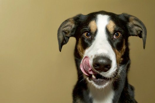 AnimalTweeps's tweet photo. Dinner was delicious.  #TongueOutTuesday #CheeseburgerDay (with bacon) https://t.co/IW3o7wwWMK