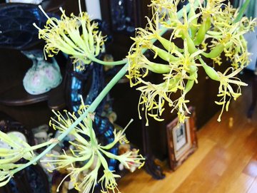 アガベ 幸運の花 がもたらす効果は 風間印房の雷神の花 金運アップまねこラボ
