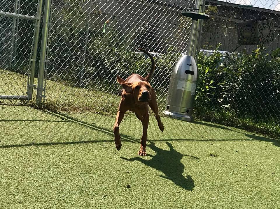 Brother Wolf Animal Rescue on Twitter: "Our team has been working