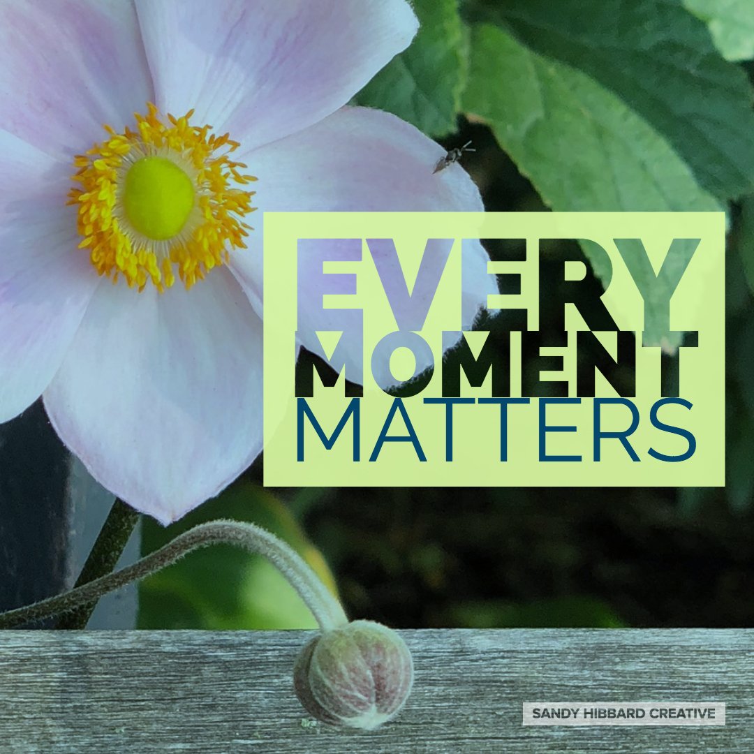 sandyhibbard's tweet image. Are you capturing the moment?
:
#instabrand #sandyhibbardcreative sandyhibbardcreative.com