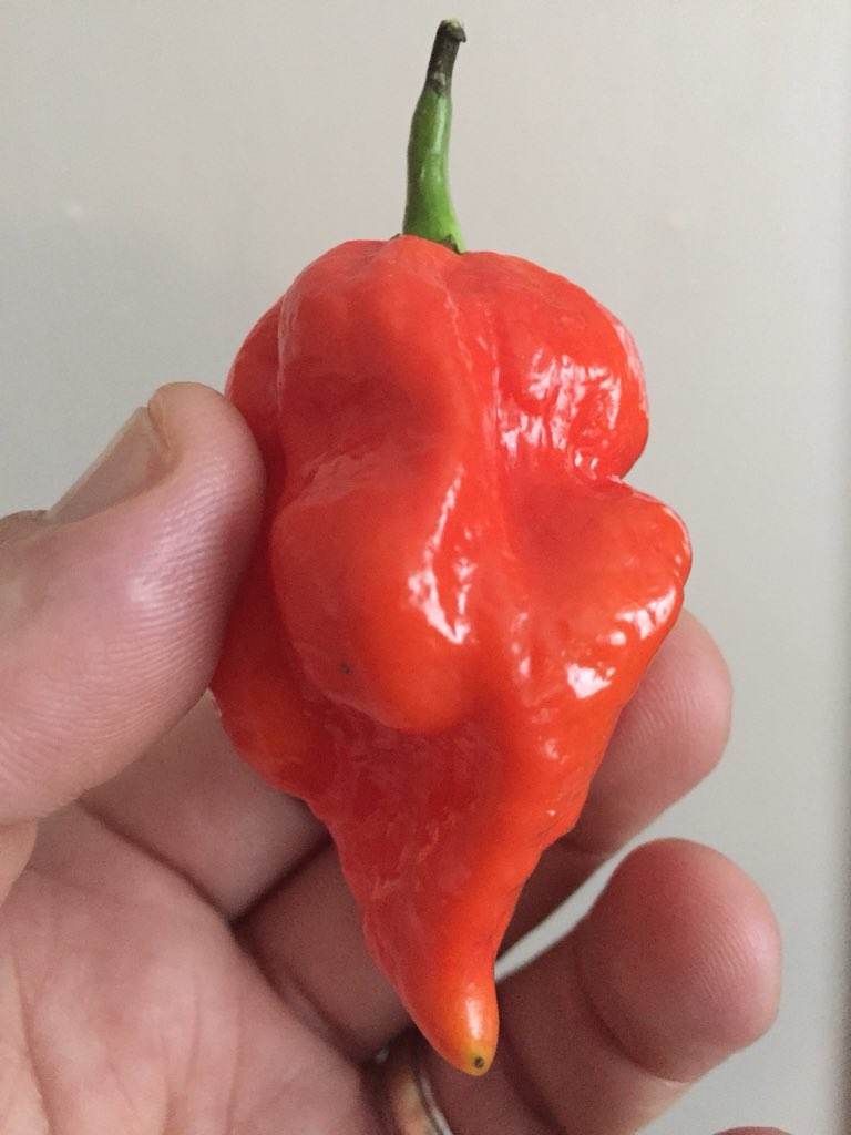 BPFisherPhoto's tweet photo. “It’s a Mr Death, he’s come about the reaping?”.....Decisions need to be made....#californiareaper #disclaimer #hotterthanhades https://t.co/TlYM3Cc7oZ