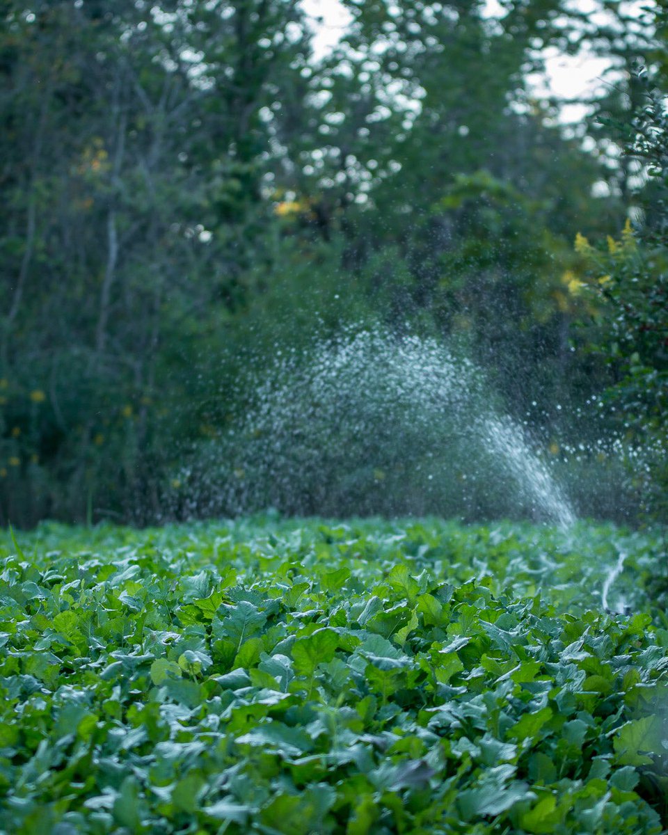 MCTProductions_'s tweet image. The plot was thirsty tonight! 

#hunting #deer #water #rain #food #plants