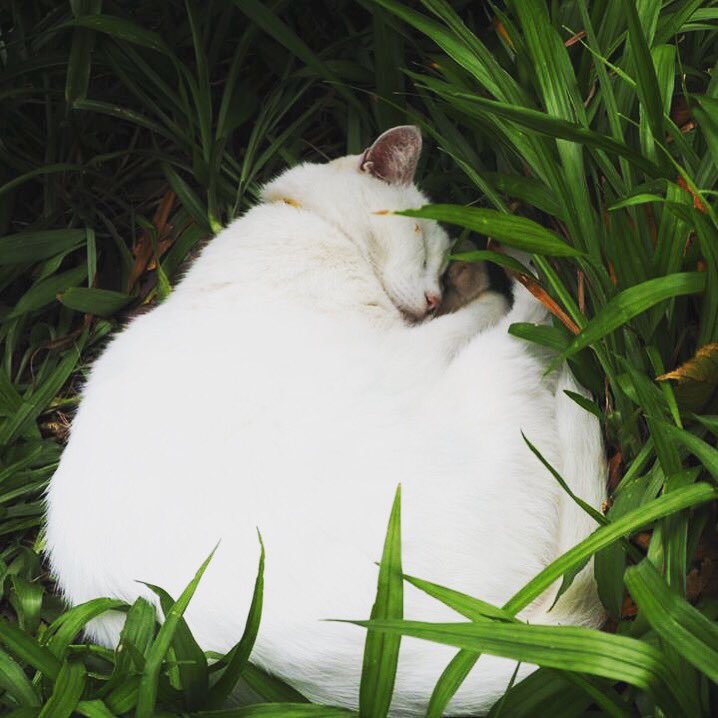 愛宕神社の猫 Twitter Search Twitter