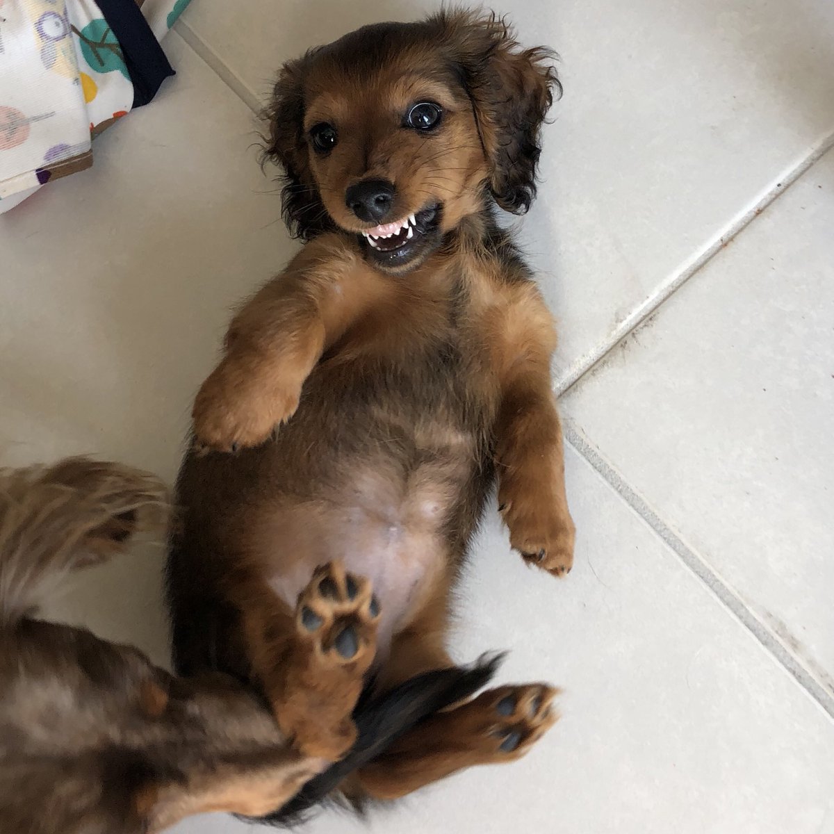 ItsSkyeWheatley's tweet photo. @winny_n_minny #sausage https://t.co/TwyJMZJQWz