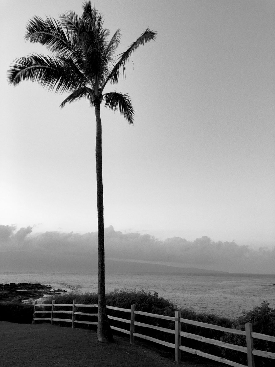 EmulsifyCamera's tweet image. Palm trees always have a calming effect on me, and #Emulsify black and white just magnifies the effect.