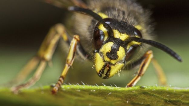 Anna_Apini's tweet photo. Why do we hate wasps but love bees? 🐝🐝🐝
https://t.co/vf51vw6Hkk https://t.co/TStonIYP5o