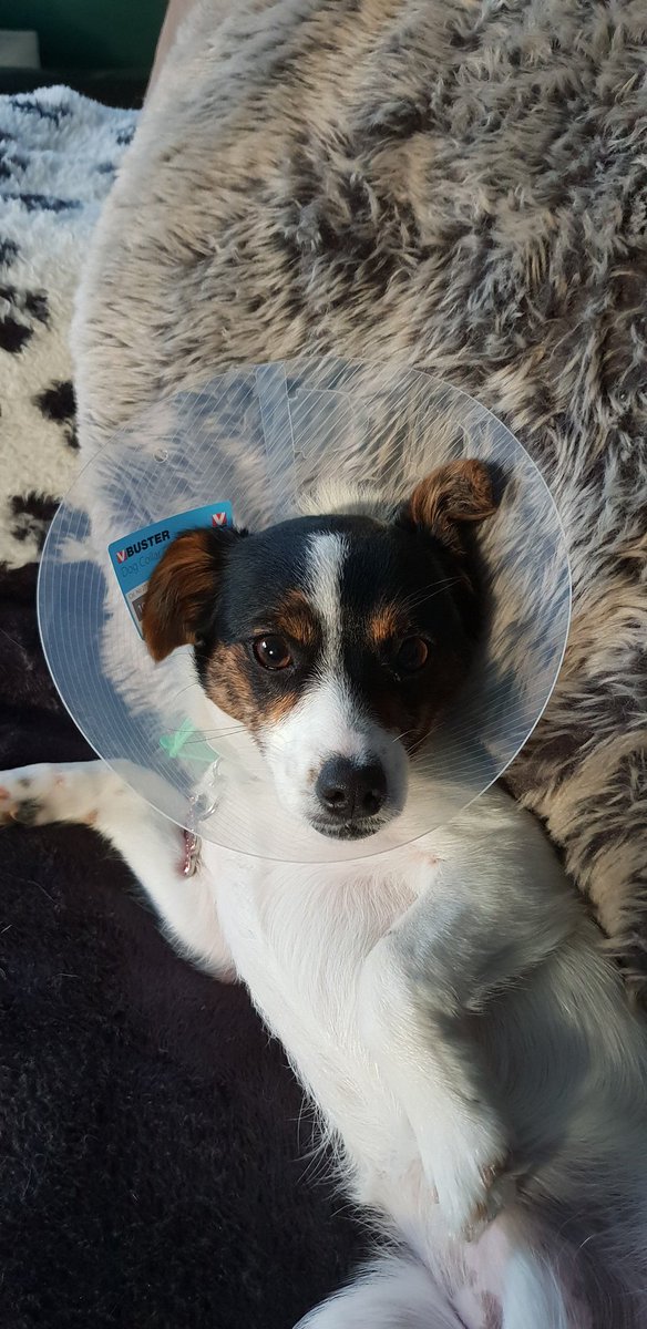 The cone of shame...