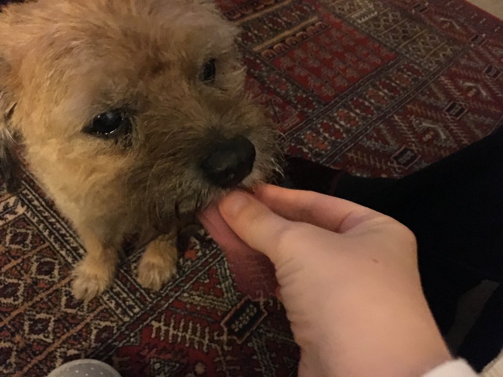 Giulia_Indy's tweet photo. Food glorious food #BTposse #BorderTerrier #borderterrierswithattitiude #livingwithaborderterrier #pleasecanihavemore #oliver #ilovemyborderterrier #mrindy #indy https://t.co/sVXnRjf6p2