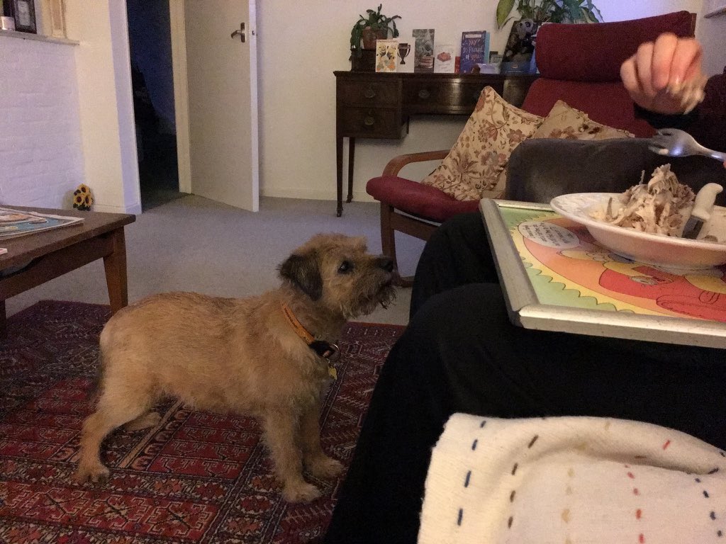 Giulia_Indy's tweet photo. Food glorious food #BTposse #BorderTerrier #borderterrierswithattitiude #livingwithaborderterrier #pleasecanihavemore #oliver #ilovemyborderterrier #mrindy #indy https://t.co/sVXnRjf6p2