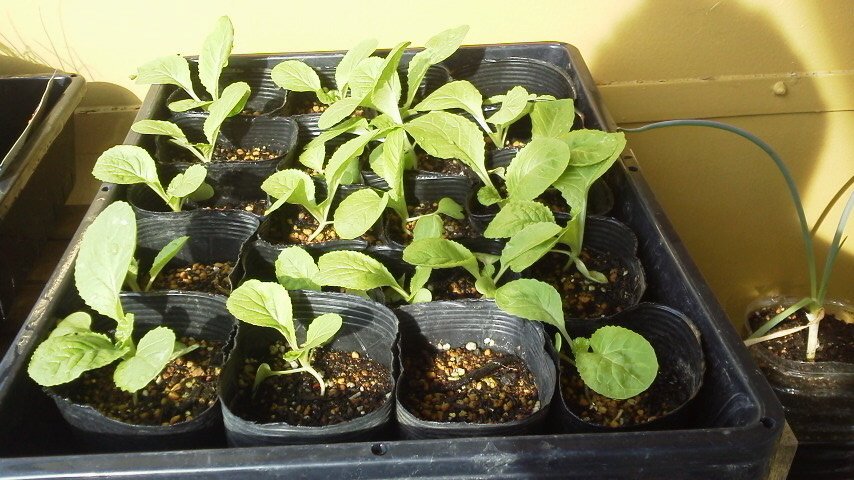 うさ 椿がナメクジを忌避できるらしい ナメクジの特徴と対策 予防法 やまむファーム T Co Kvckvoe9ru ナメクジはツバキを嫌う性質があるので 野菜の周囲にツバキの実や葉を刻んでまいておくと忌避できます また アブラナ科よりキク科の方を好む