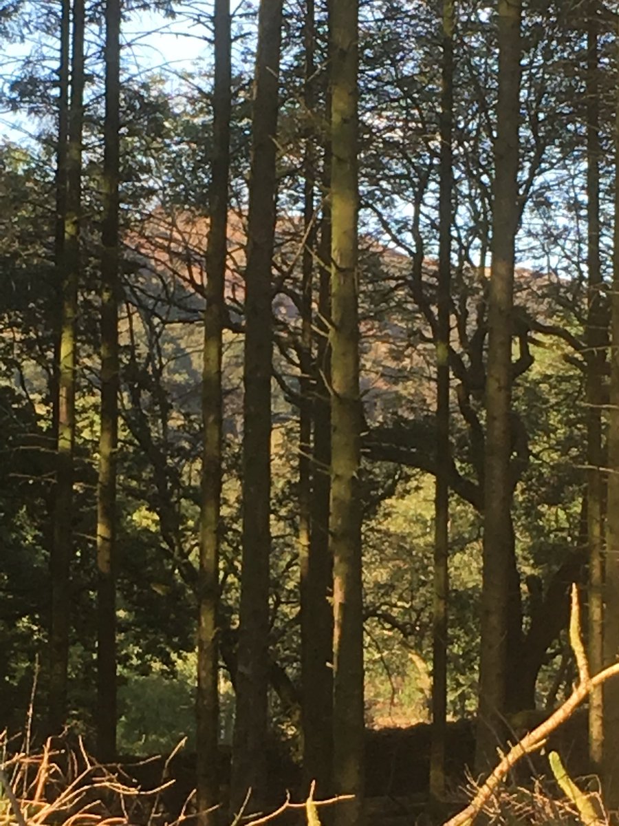 wildcampingint's tweet image. #wildcamping in #Wales in our #treetent 😀