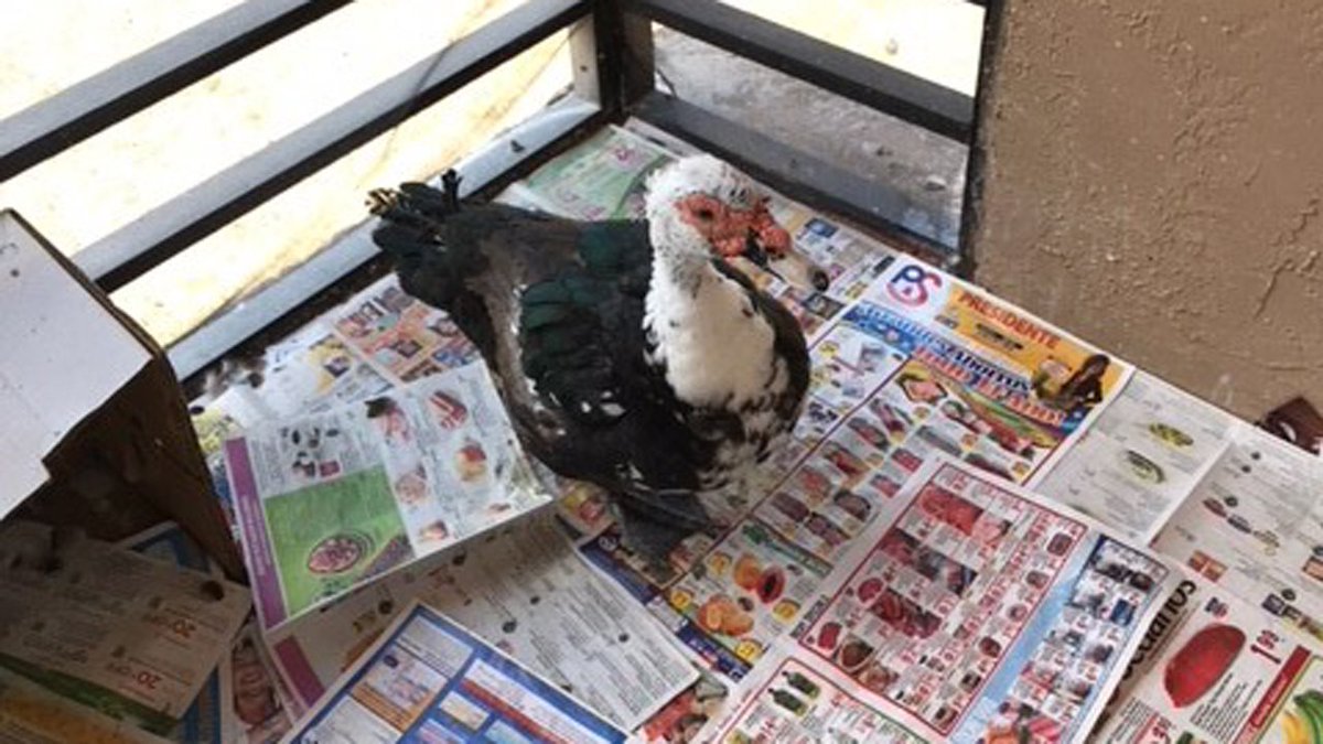 Woman says her neighbors attacked and killed her pet duck bit.ly/2NN3DKP https://t.co/RxefwoZEpD