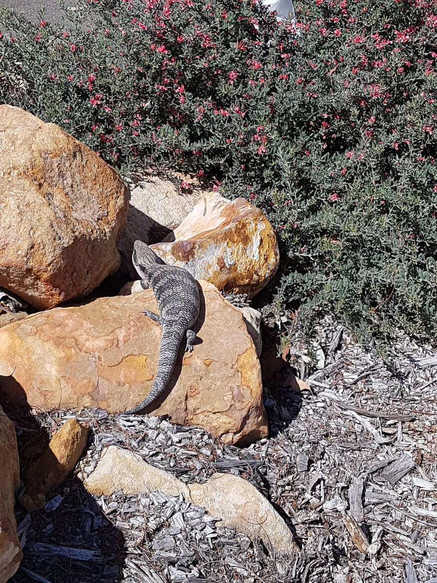 Our friendly bluey <a href="/rosehillps/">Rosehill PS</a>