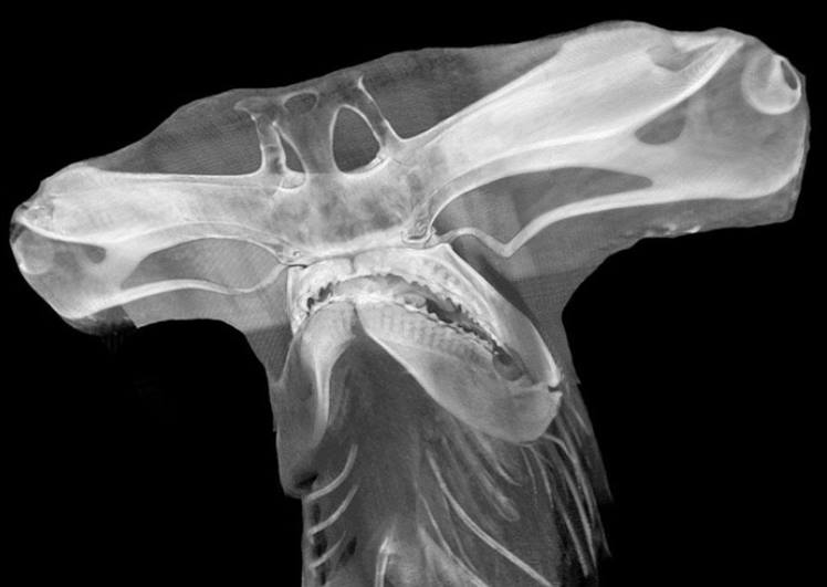 sofiabiologista's tweet photo. CT scan of a Great Hammerhead shark (Sphyrna mokarran) head 🦈 https://t.co/Ld9Bup6Ovx https://t.co/HZgTDcEZbu