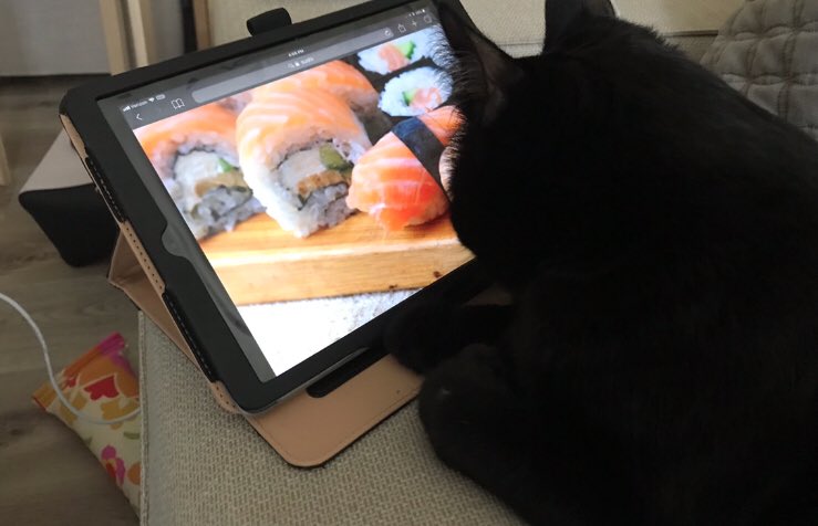 Bo_Vibes's tweet photo. Knowing your target audience is key to content marketing 😹🍣 #CatsOfTwitter #socialmediatips https://t.co/ELTcAhGrHO